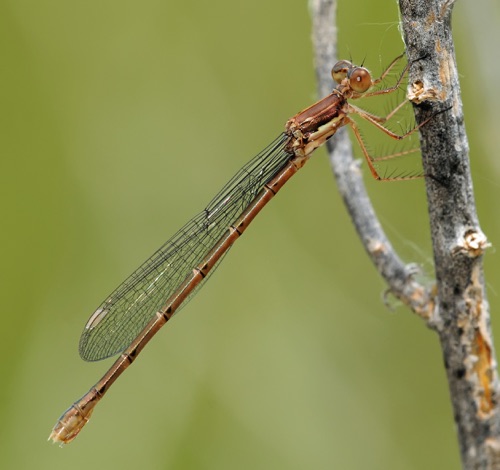 Female
8 July 2011  CO